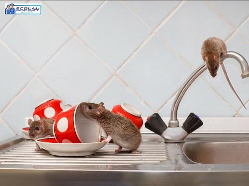 Effective Rats and Mice Control Services - Protect Your Home Now!
