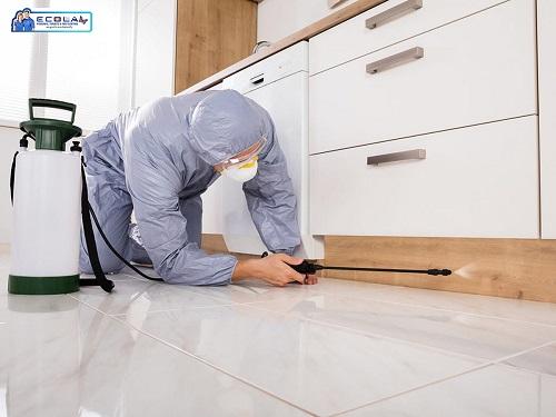 Effective Termite Control in San Diego - Protect Your Home Today