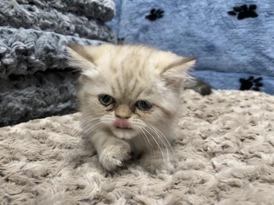 Exotic Kittens for Sale
