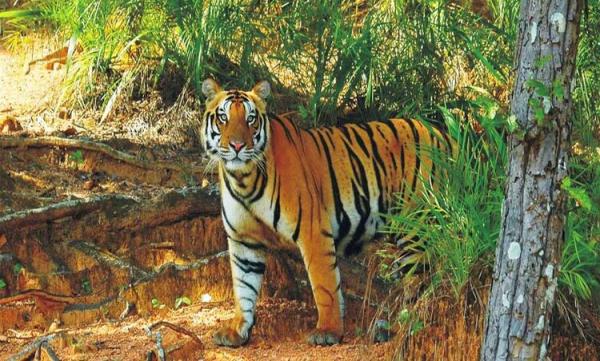 Family holiday packages Chilika