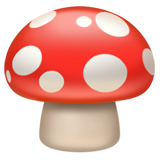 Funguyz: Canada's Largest Magic Mushroom Dispensary