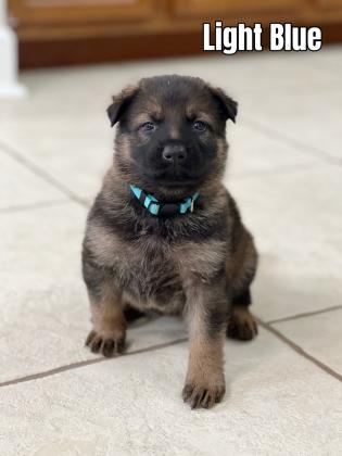 German Shepherd Puppies For Sale
