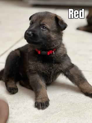 German Shepherd Puppies For Sale