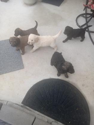 Goldendoodle Puppies For Sale