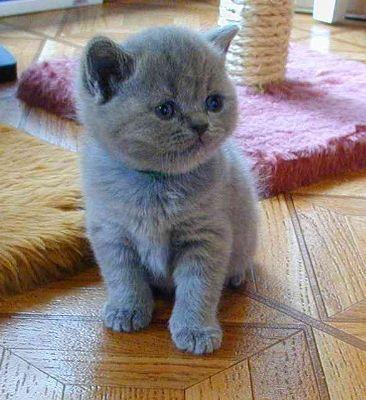 Gorgeous Chunky Bsh Kittens