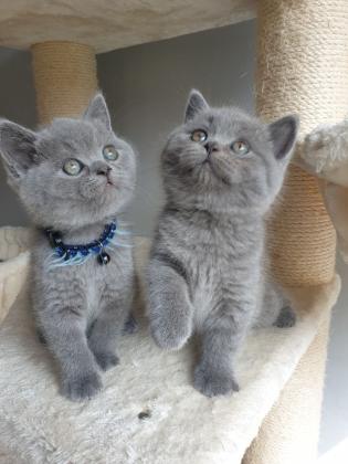 Gorgeous Chunky Bsh Kittens