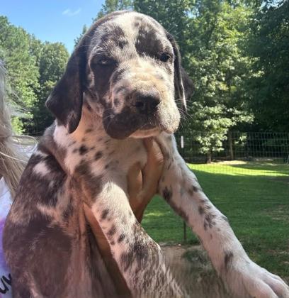 Great Dane Puppies For Sale