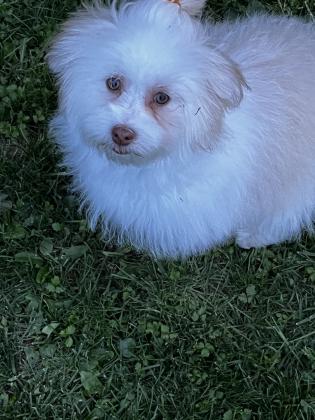 Havanese Puppies For Sale