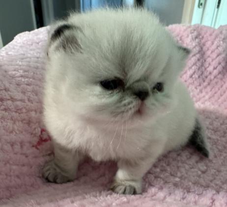 Himalayan Persian Cats For Sale
