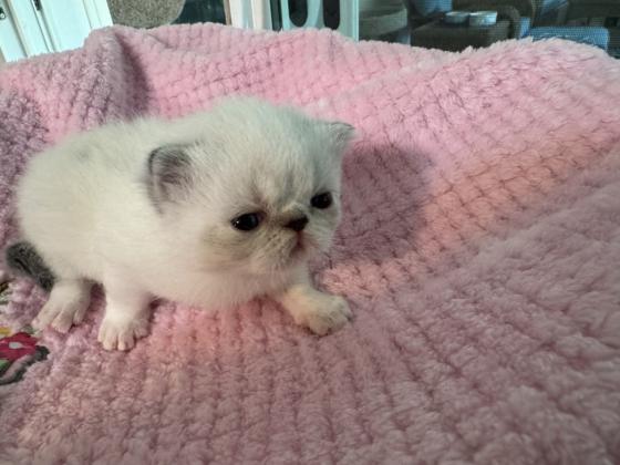 Himalayan Persian Cats For Sale