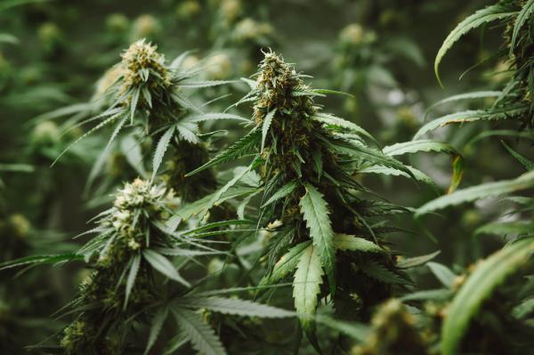 Holistic Re-Leaf: New Jersey's Premier Destination for Quality Cannabis