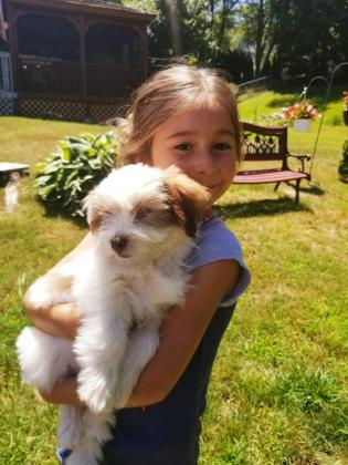 Lhasa Apso Puppies For Sale