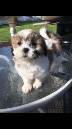 Lhasa Apso Puppies For Sale