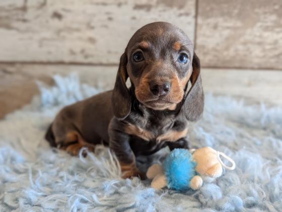 Miniature Dachshund Puppies For Sale