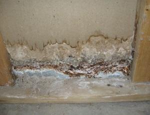 Mold Detection Southern California