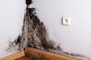 Mold Detection Southern California