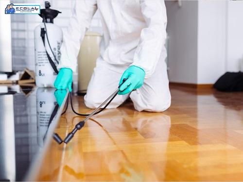 Professional Pest Removal in Los Angeles - Safe & Efficient Service