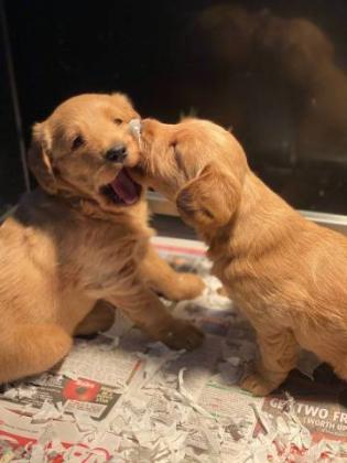 Purebred Golden retriever puppies
