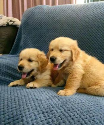 Purebred Golden retriever puppies