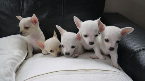 Quality Chihuahua Puppies For Sale