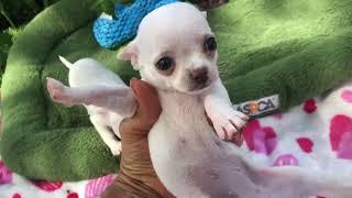 Quality Chihuahua Puppies For Sale