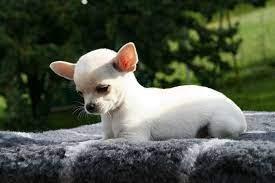 Quality Chihuahua Puppies For Sale