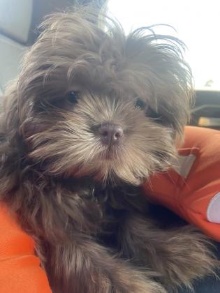 Shih Tzu Puppies For Sale