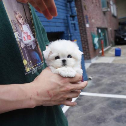 Teacup Maltese and Yorkie Puppies