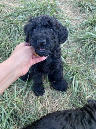 Standard Poodle Puppies For Sale