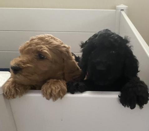 Standard Poodle Puppies For Sale