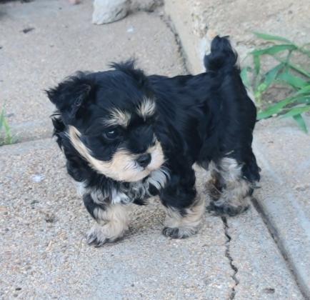 YorkiePoo Puppies For Sale