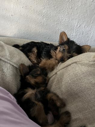 Yorkshire Terrier Puppies For Sale