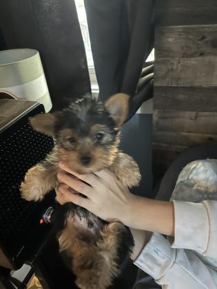 Yorkshire Terrier Puppies For Sale