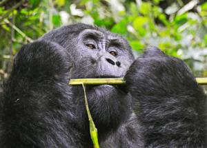 Gorilla trekking safaris in Uganda and Rwanda