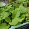 3000 Baby Mustard Seeds organic