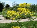 3 pack x 4000 Canadian Goldenrod Planting Seeds