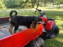 Airedale Terrier Puppies For Sale