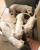 Awesome Pure Dogo Argentino Puppies For Sale