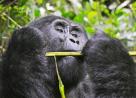 Best Luxury safaris uganda Packages 2024