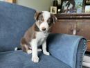 Border Collie Puppies For Sale