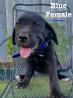 Cane Corso Puppies For Sale