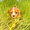 Cavapoo Puppies For Sale