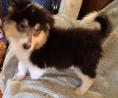 Collie Puppies For Sale