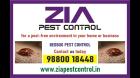 Effective Bedbug Service Treatment  | Rat Control | Zia Pest Control  | 1978