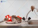 Effective Rats and Mice Control Services - Protect Your Home Now!