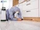 Effective Termite Control in San Diego - Protect Your Home Today