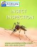 Expert Insect Inspection: Protect Your Home from Unwanted Pests Today!