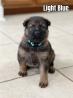 German Shepherd Puppies For Sale