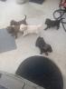 Goldendoodle Puppies For Sale