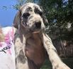 Great Dane Puppies For Sale